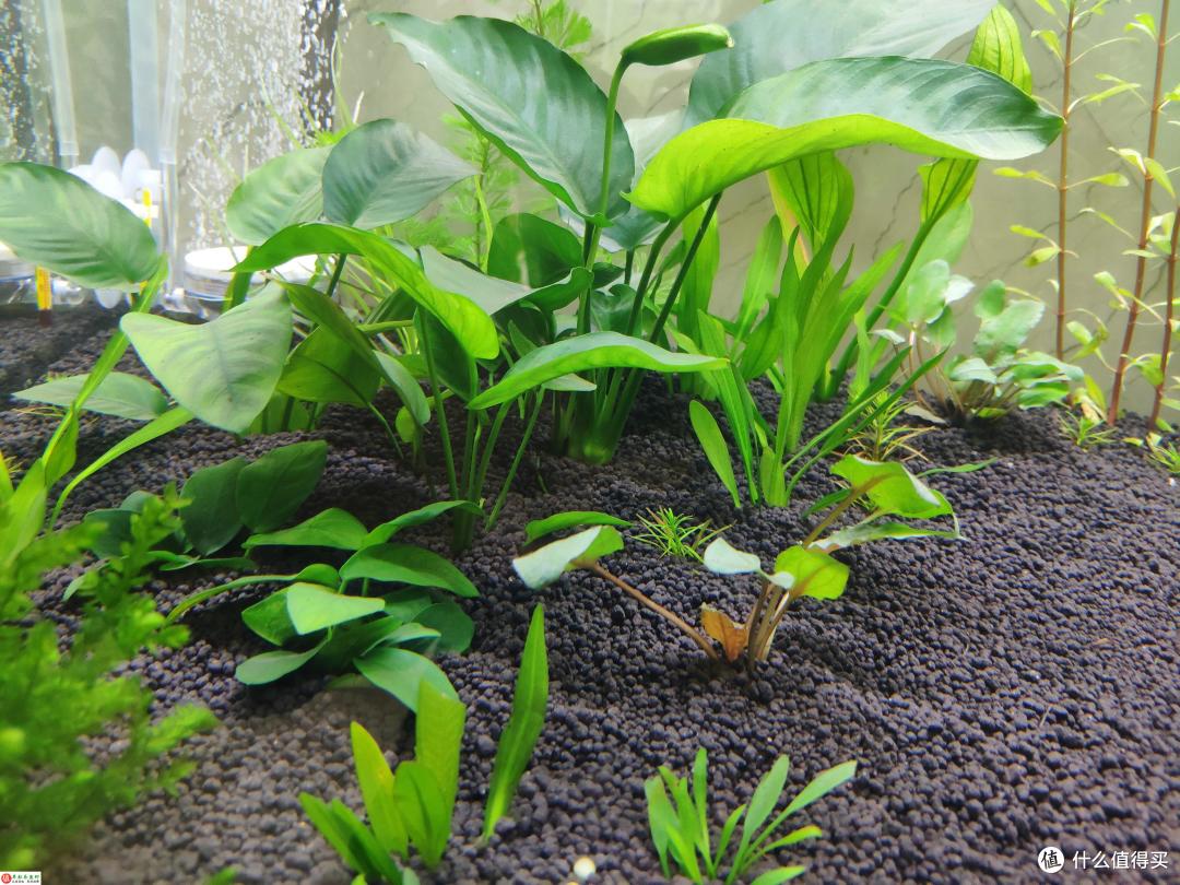 莫斯水草造型各异,完全可以用来造景,还别有一番景致