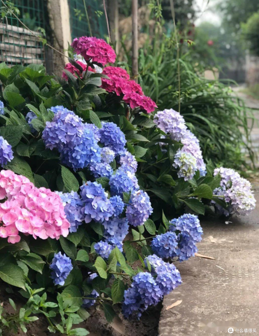 蓝妖:四五月绣球花应该怎么养护管理,牢牢抓住这5点一定有花看