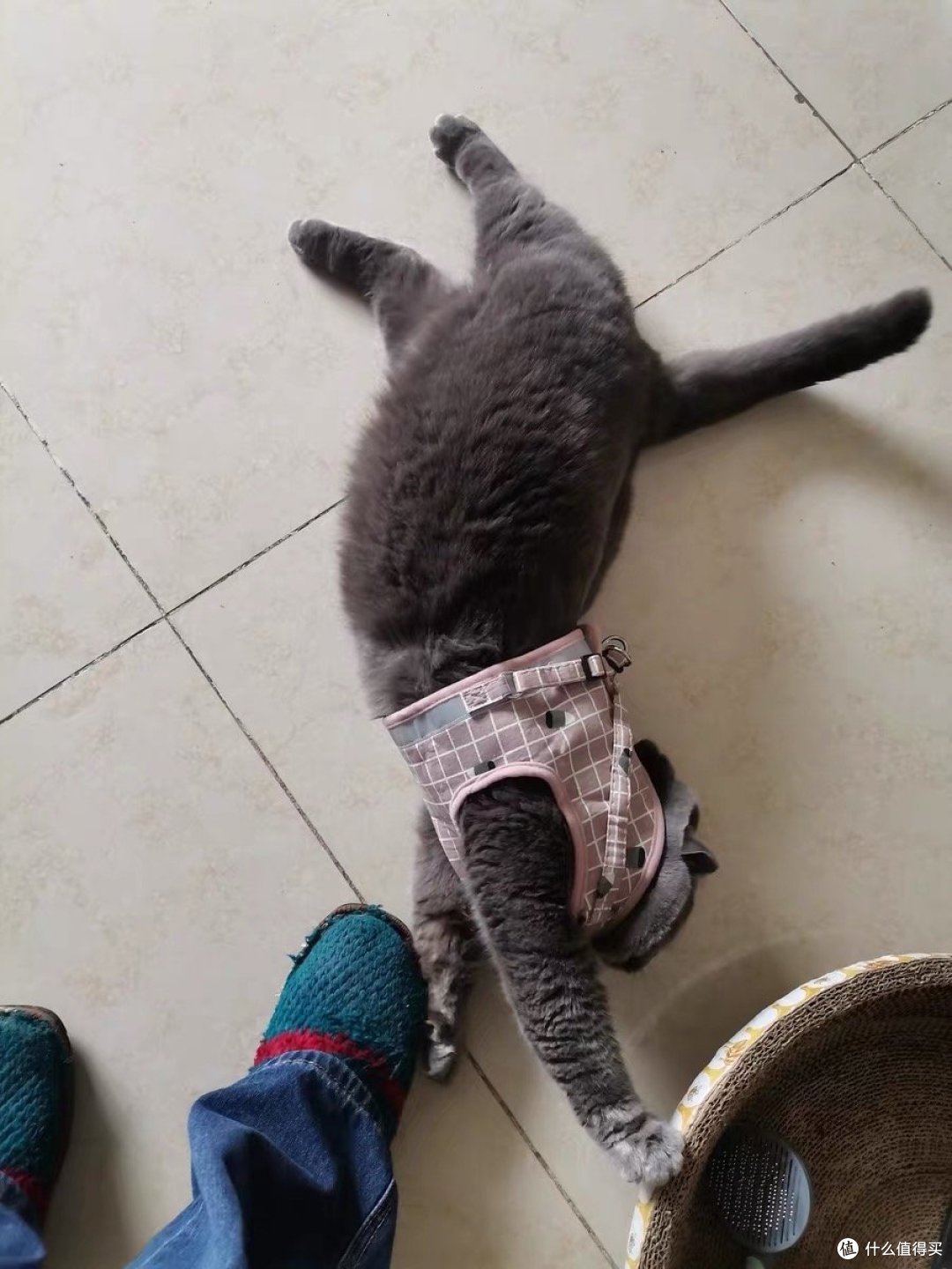 遛猫前我们要做哪些准备?