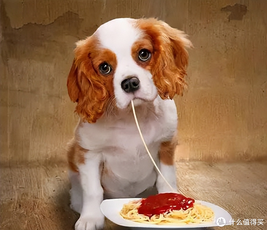 你对你家狗子了解吗？你知道你家狗子是怎样的进食方式吗？