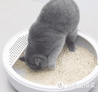 开放式还是密封型,新手家长猫砂盆怎么选?(一篇帮到你)