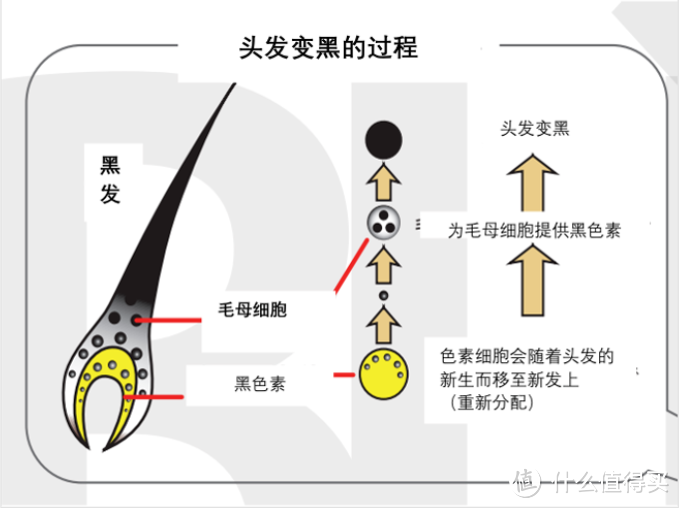 90后数码博主头上惊现白发 如何科学有效打赢黑发保卫战？