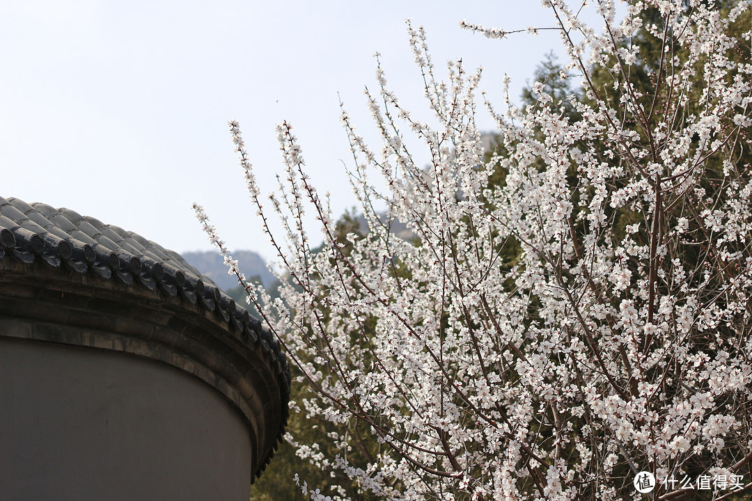 凤凰岭景区的白色梨花，你见过这样令人陶醉的春天吗？