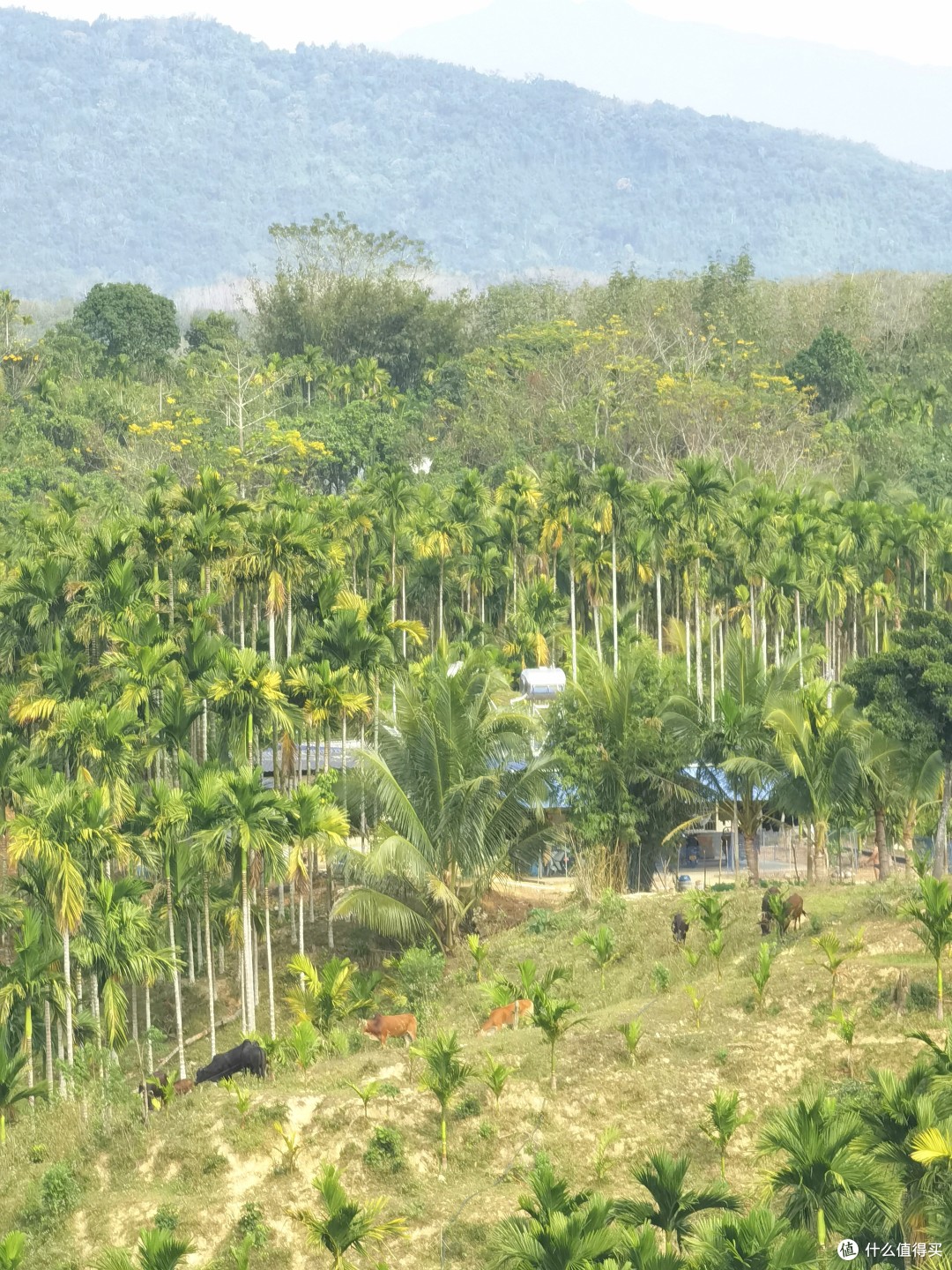 去七仙岭泡温泉还住君澜？同样价位这家要好太多！保亭龙湾珺唐酒店入住体验