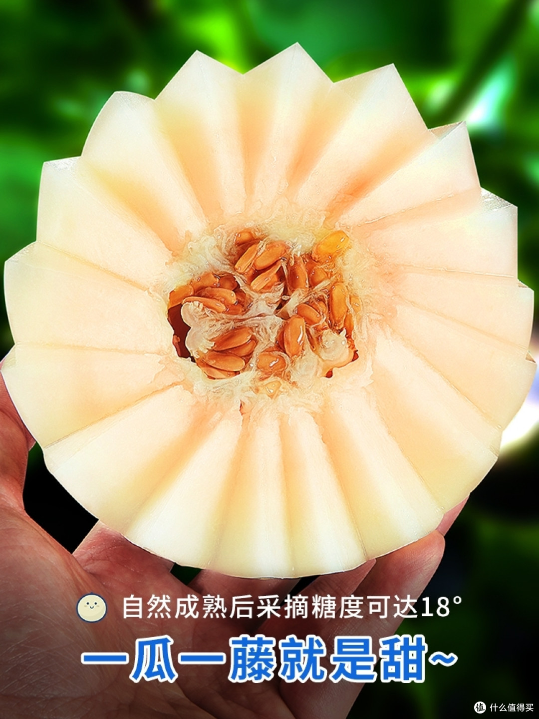 如何选购高品质的阎良甜瓜?