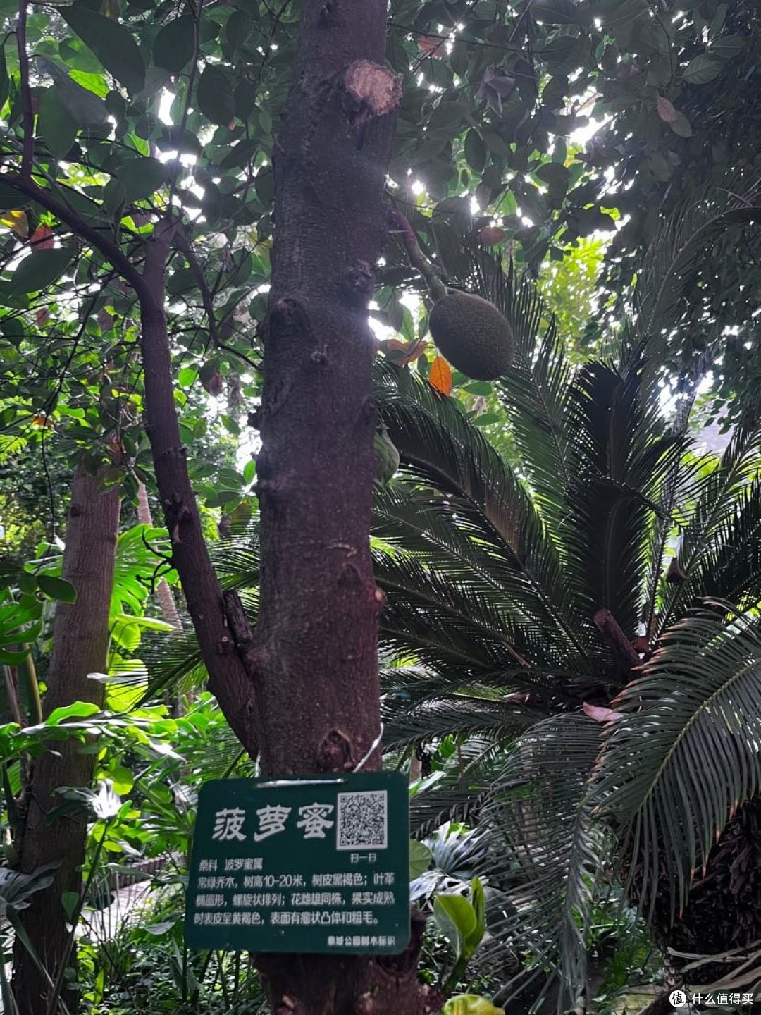 你一句春不晚,我就堵在了济南见证了求婚~