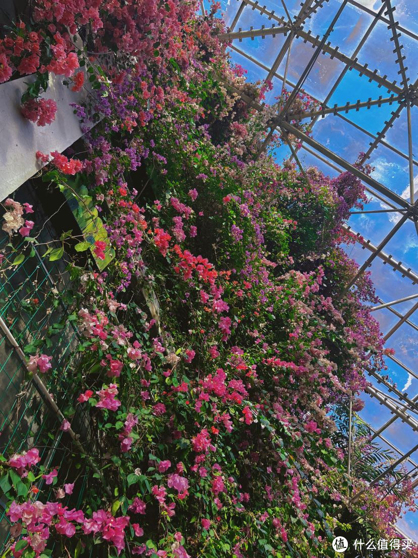你一句春不晚,我就堵在了济南见证了求婚~