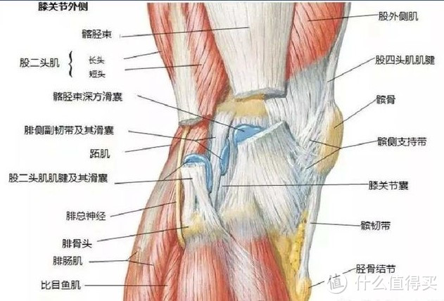 膝关节外侧视角的肌肉解剖图