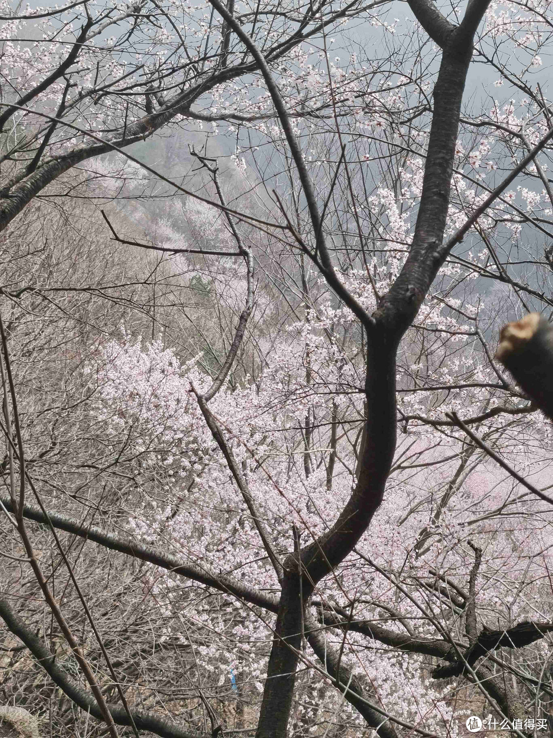 记录第一次徒步，十里桃花三凤山