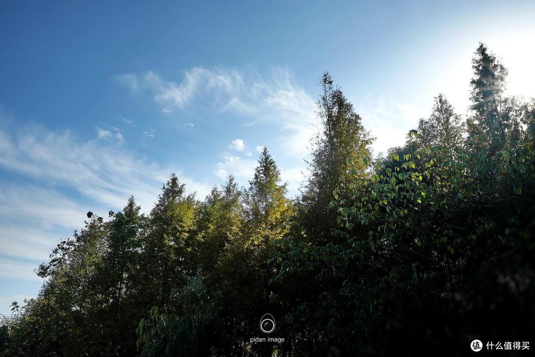 逆光的树林(光圈f11)