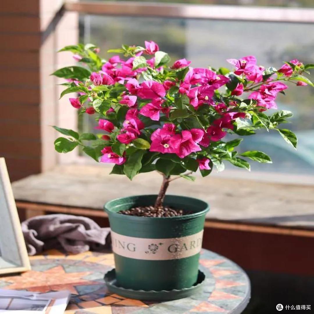 五一后，5种花要“富养”，“吃饱喝足”才能猛开花