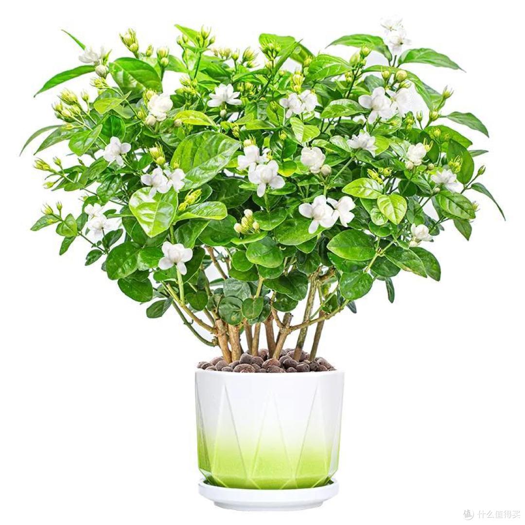 五一后，5种花要“富养”，“吃饱喝足”才能猛开花