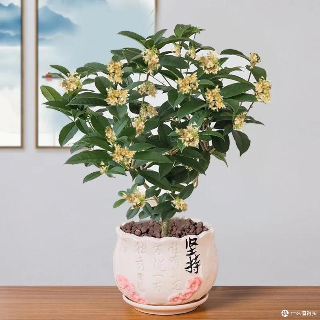 五一后，5种花要“富养”，“吃饱喝足”才能猛开花