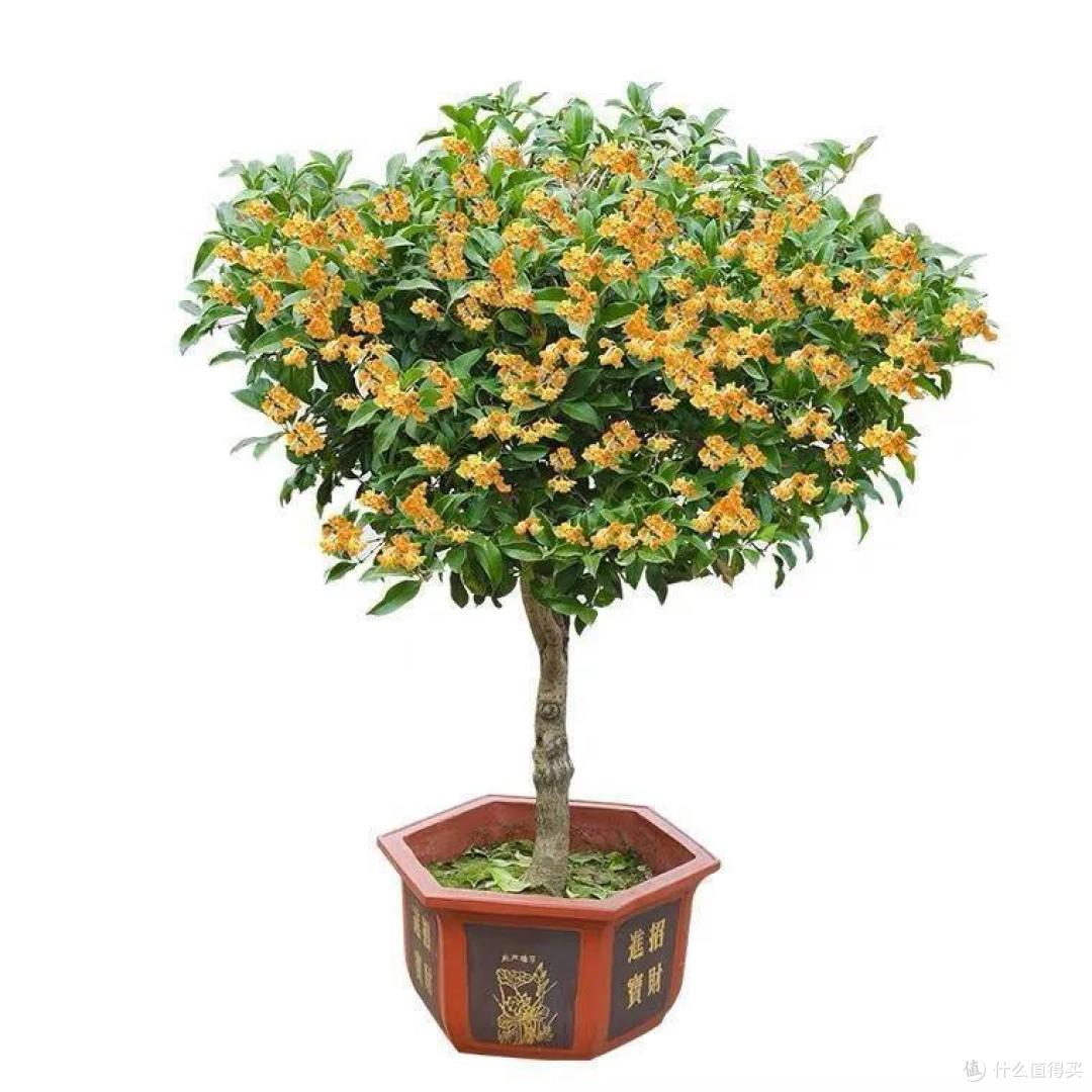 五一后，5种花要“富养”，“吃饱喝足”才能猛开花