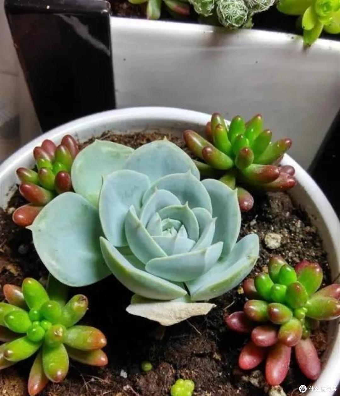 五一过后,5种情况多肉快翻盆,简单三步,生根快度夏更轻松