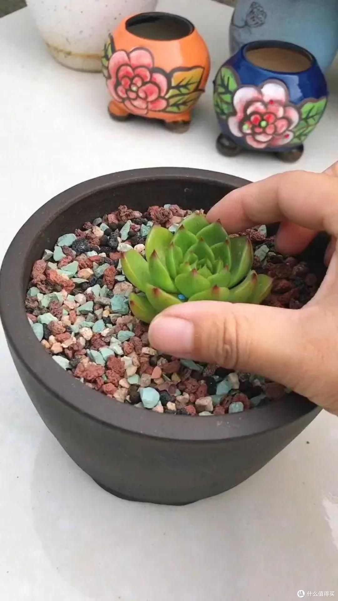 五一过后,5种情况多肉快翻盆,简单三步,生根快度夏更轻松