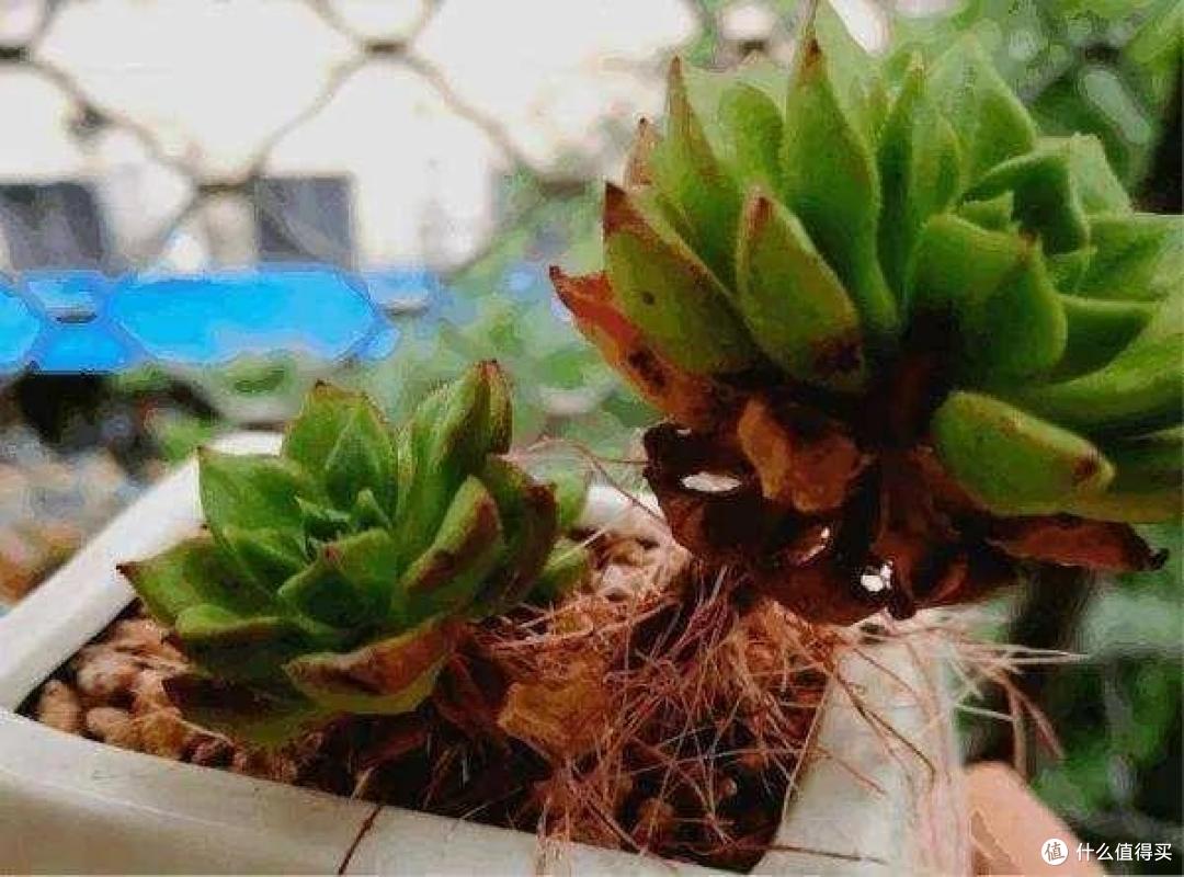 五一过后,5种情况多肉快翻盆,简单三步,生根快度夏更轻松