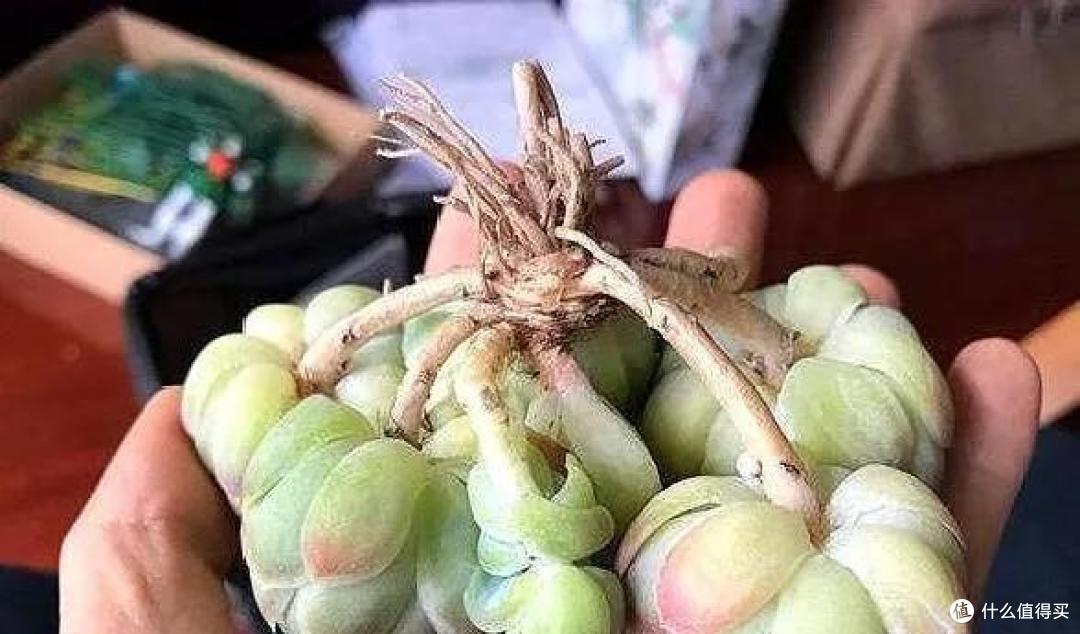 五一过后,5种情况多肉快翻盆,简单三步,生根快度夏更轻松