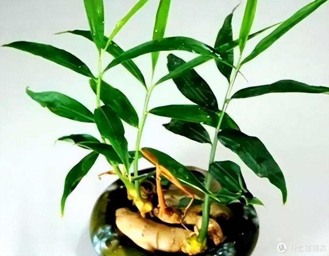 花盆里种“生姜”，比富贵竹都好看，2个月收一次，能吃大半年！