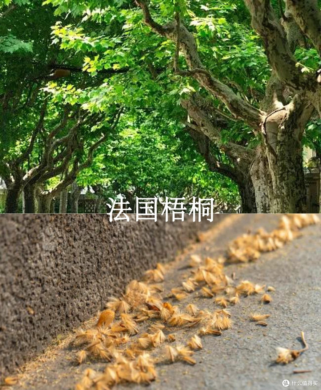 花粉过敏,一定要注意啊