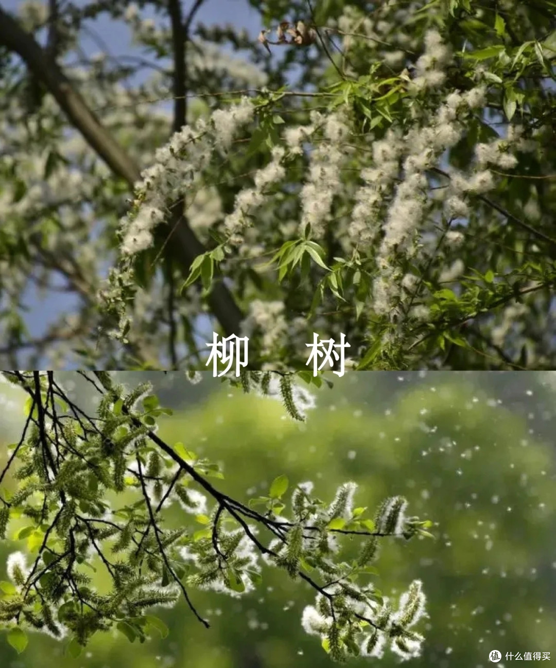 花粉过敏,一定要注意啊