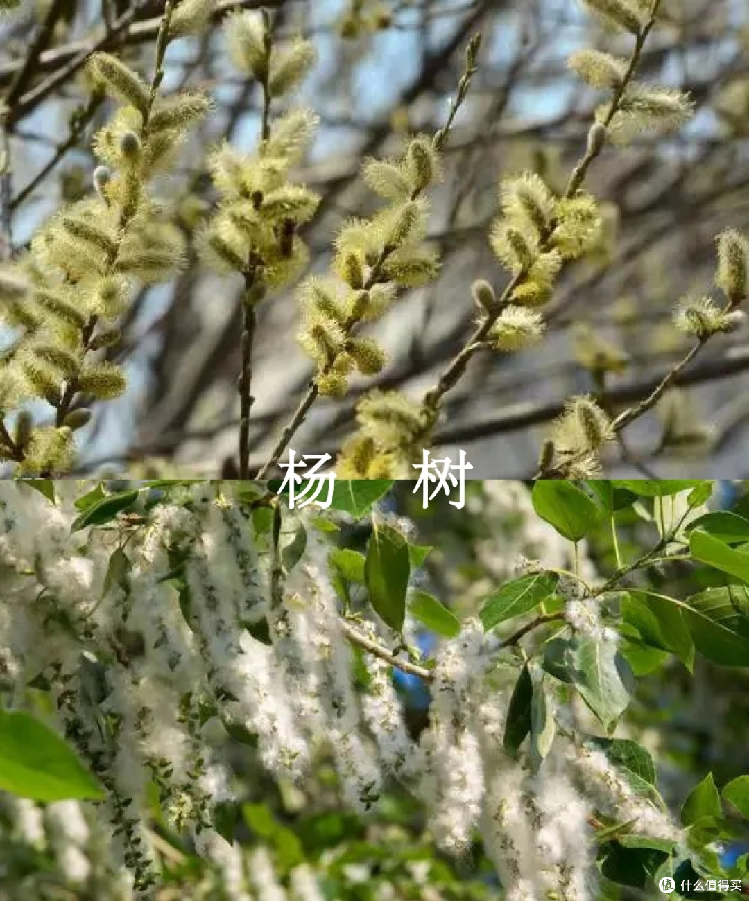 花粉过敏,一定要注意啊