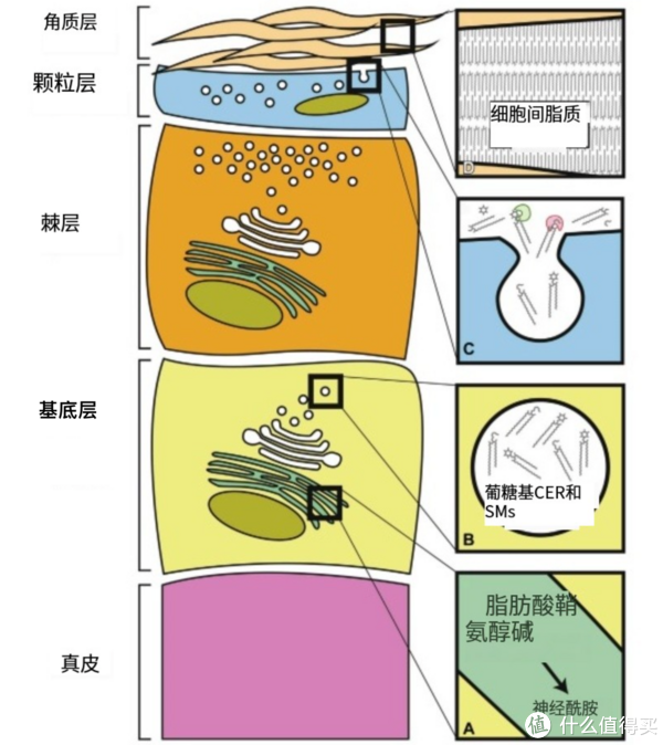 以油养肤”是否科学？LAN兰时光精华油的科学调研及使用感受_护肤精华_