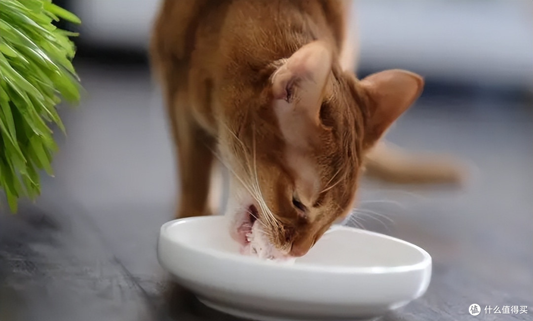 如何让猫咪吃饭慢下来?试试这8个方法,让你的猫咪吃的更健康