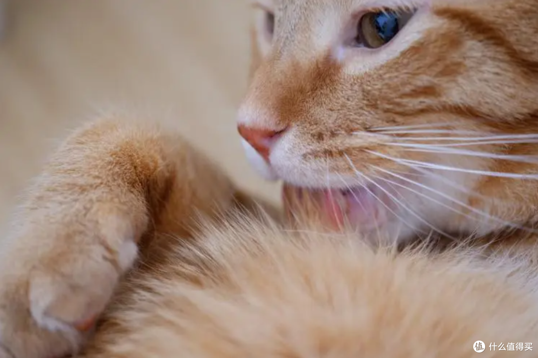 如何让猫咪吃饭慢下来?试试这8个方法,让你的猫咪吃的更健康