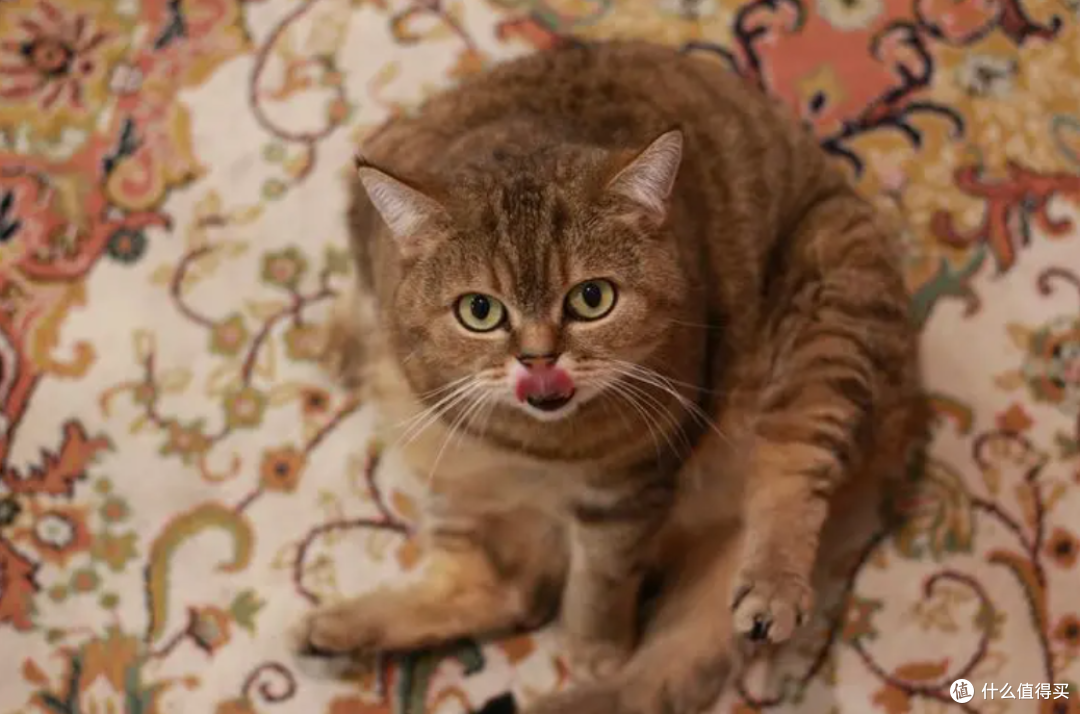 如何让猫咪吃饭慢下来?试试这8个方法,让你的猫咪吃的更健康