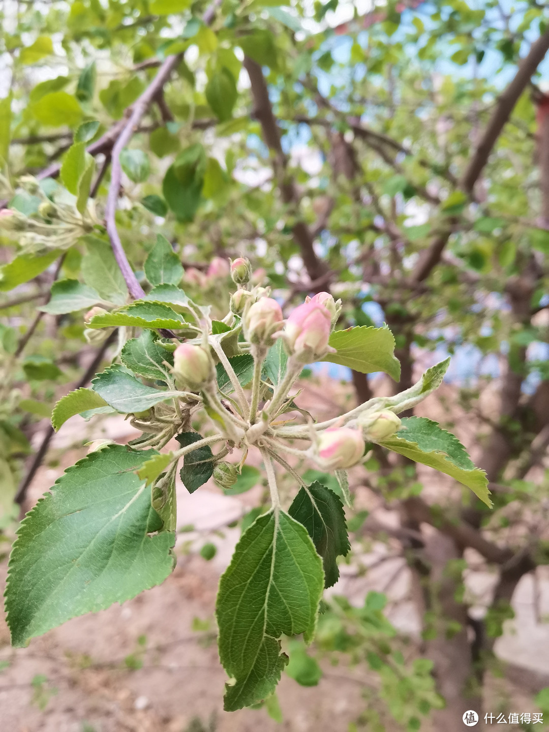 春季里开花十四五六啊，春天来了，是不是开的花就好多好多呀