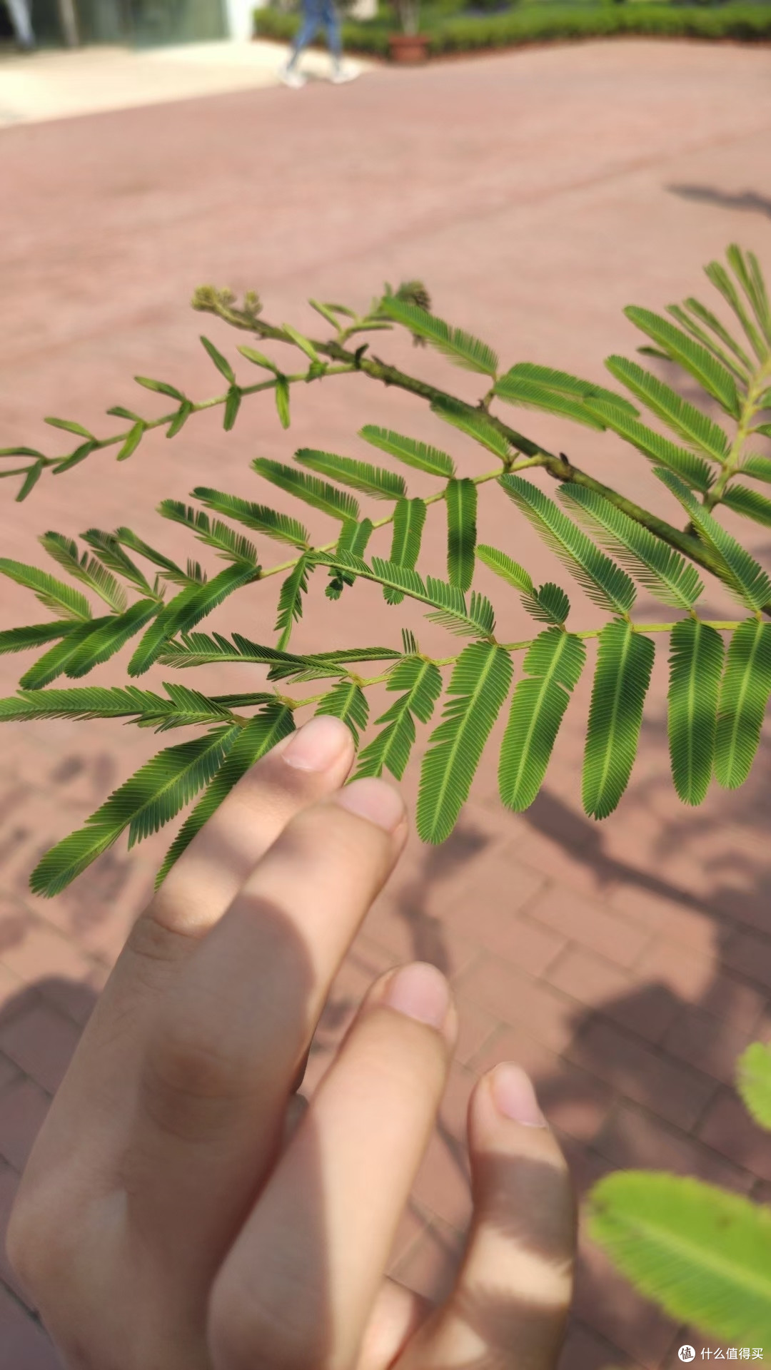 含羞草
