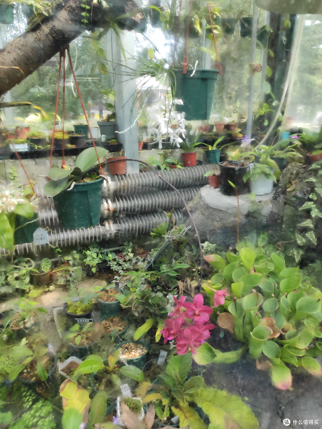温室里各种食虫植物