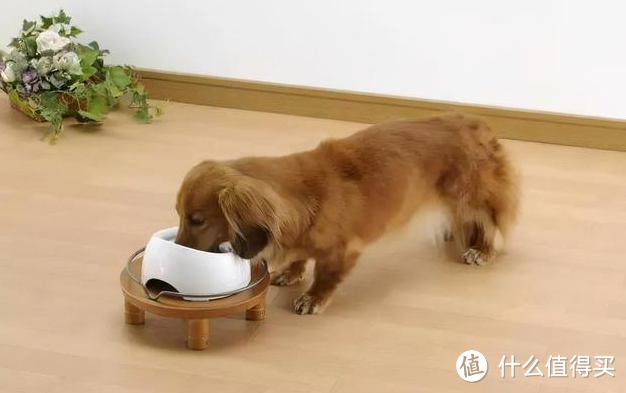 你对你家狗子了解吗？你知道你家狗子是怎样的进食方式吗？