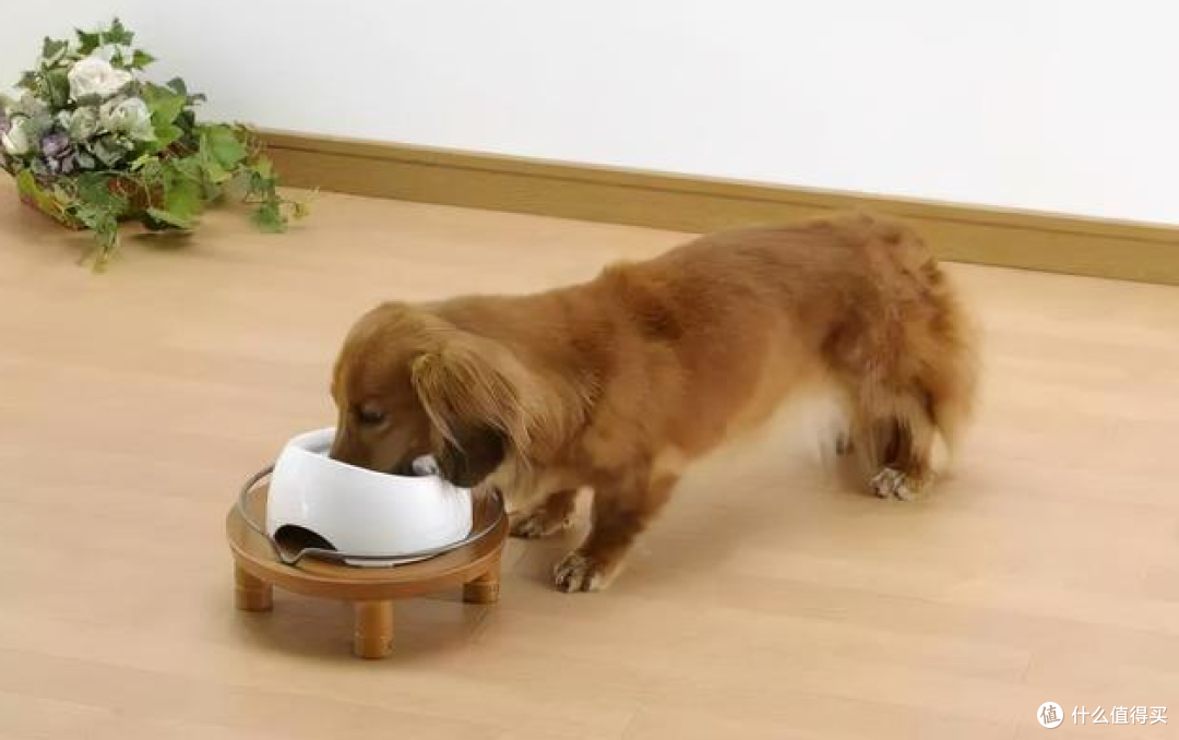 你对你家狗子了解吗?你知道你家狗子是怎样的进食方式吗?