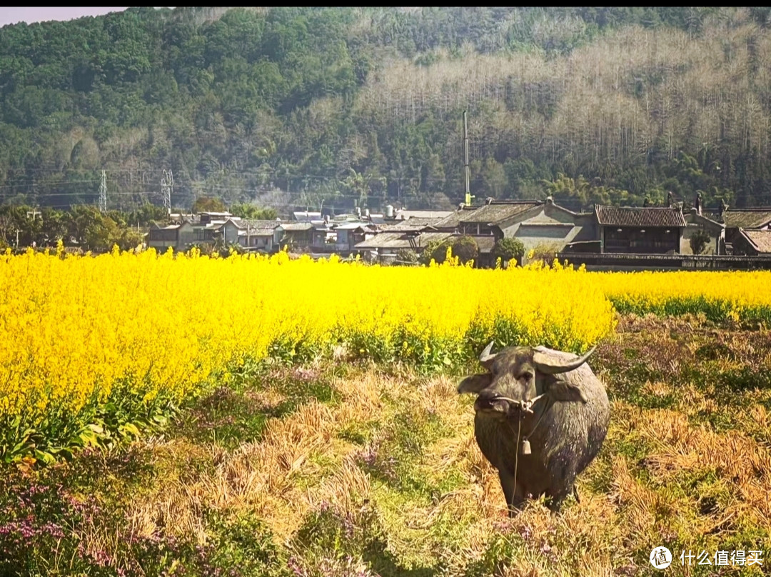 旅游篇，到云南大理寻找诗和远方！