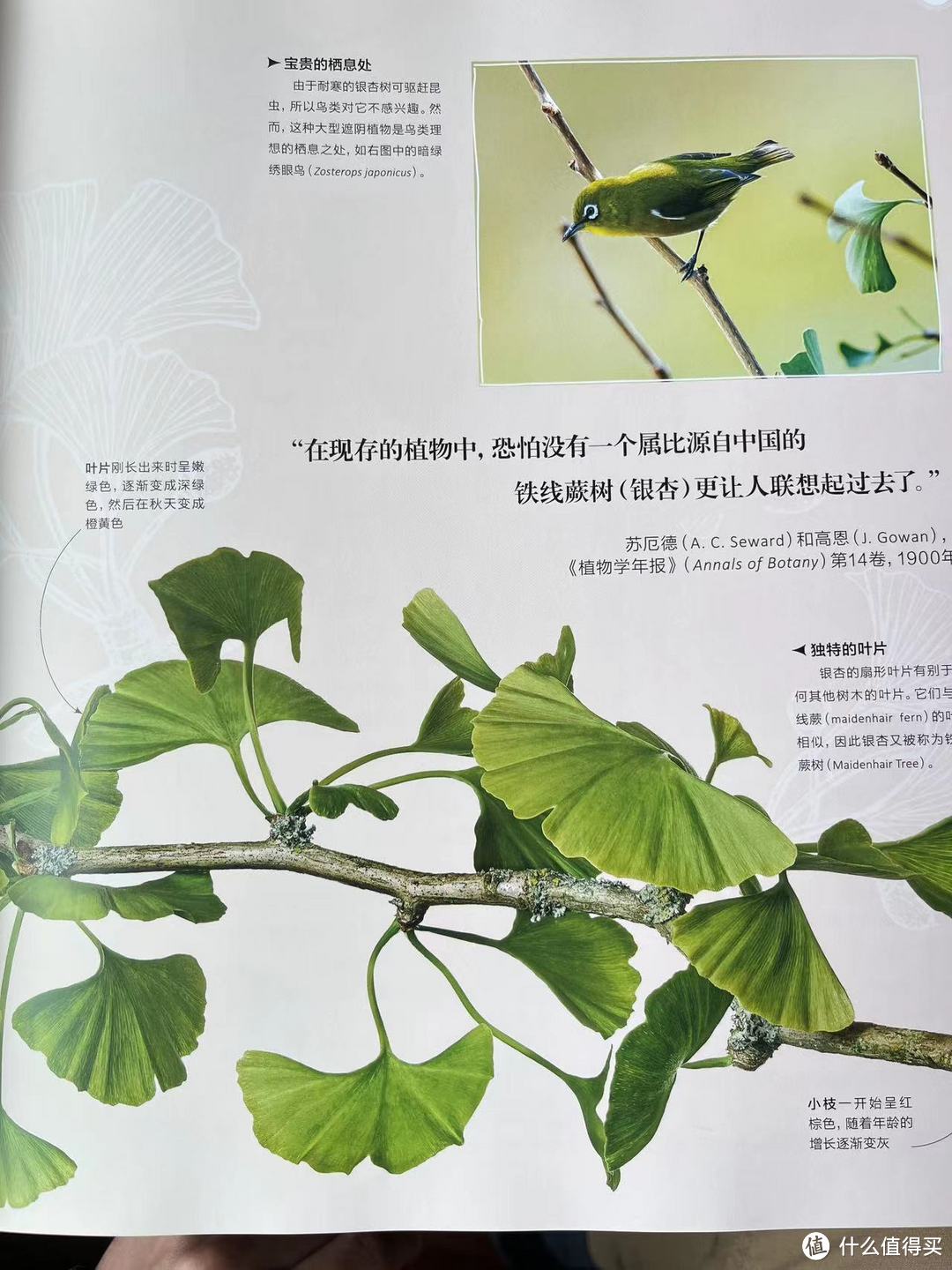 “在现存的植物中，恐怕没有一个属比源自中国的银杏更让人联想起过去了。”