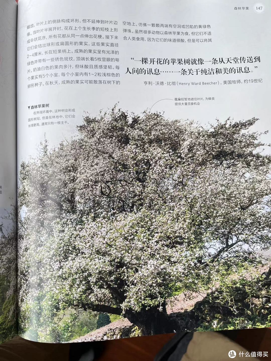 森林苹果树——“一棵开花的苹果树就像一条从天堂传送到人间的讯息。。。。。一条关于纯洁和美的讯息”