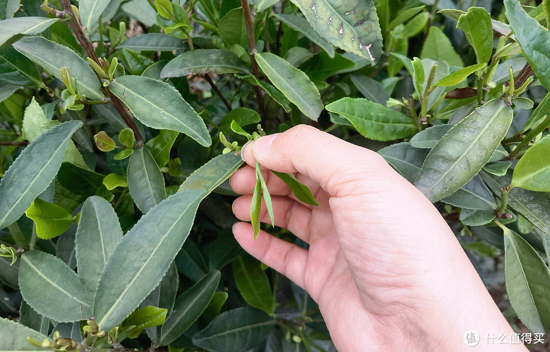 化身采茶女，分享龙井茶