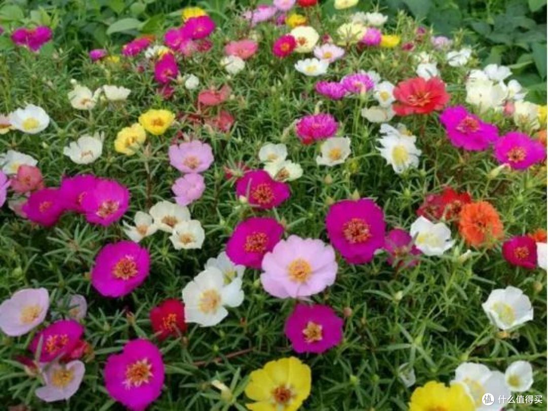 立夏后适合养什么花？这5种耐晒、开花多，千万别错过