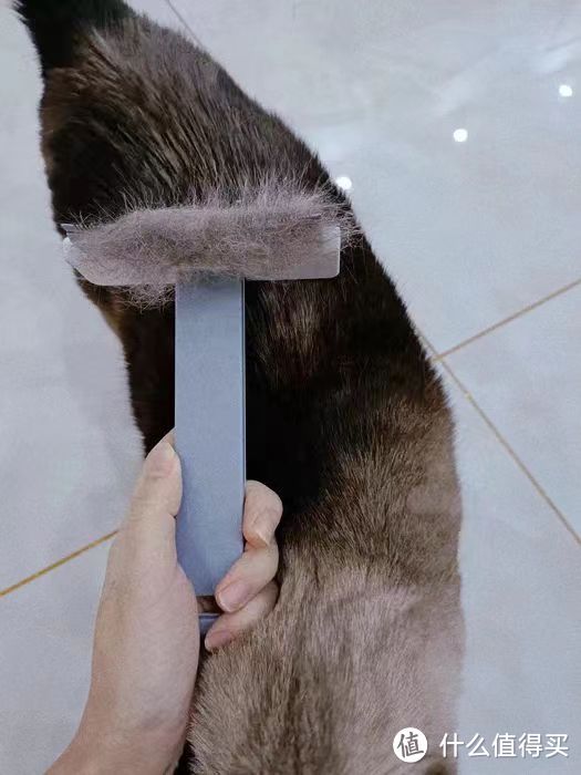 猫咪清洁好物之去浮毛梳子超好用