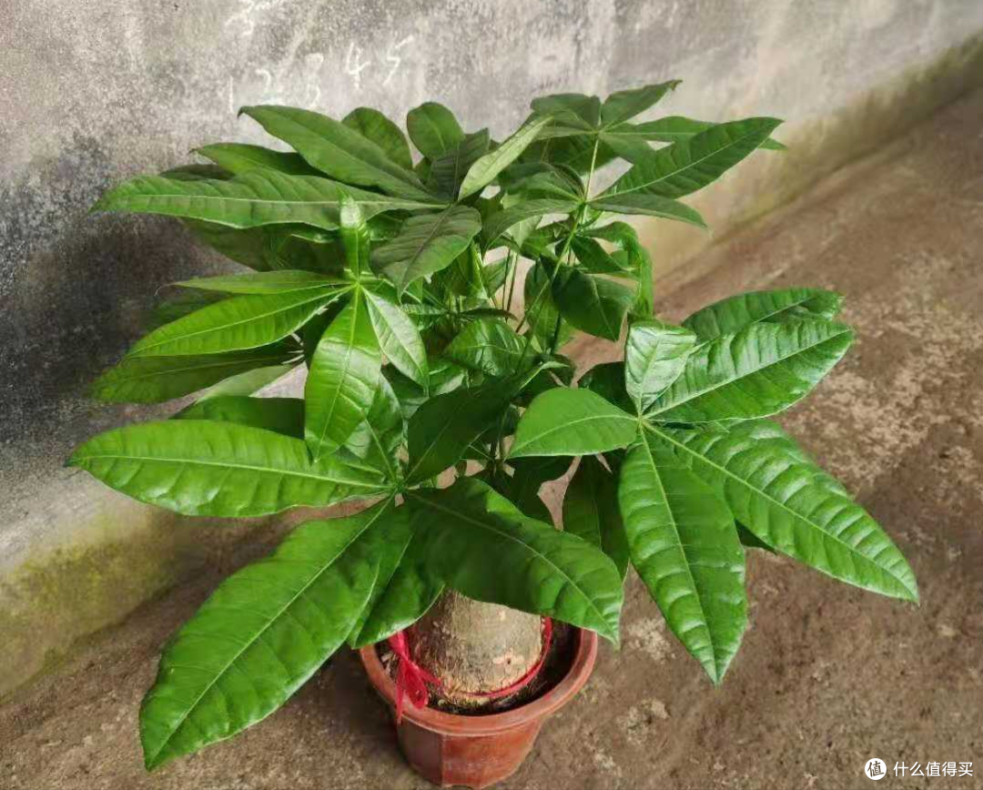 这3种花，花盆越小，长得越旺！不是抠门，是过来人的经验！