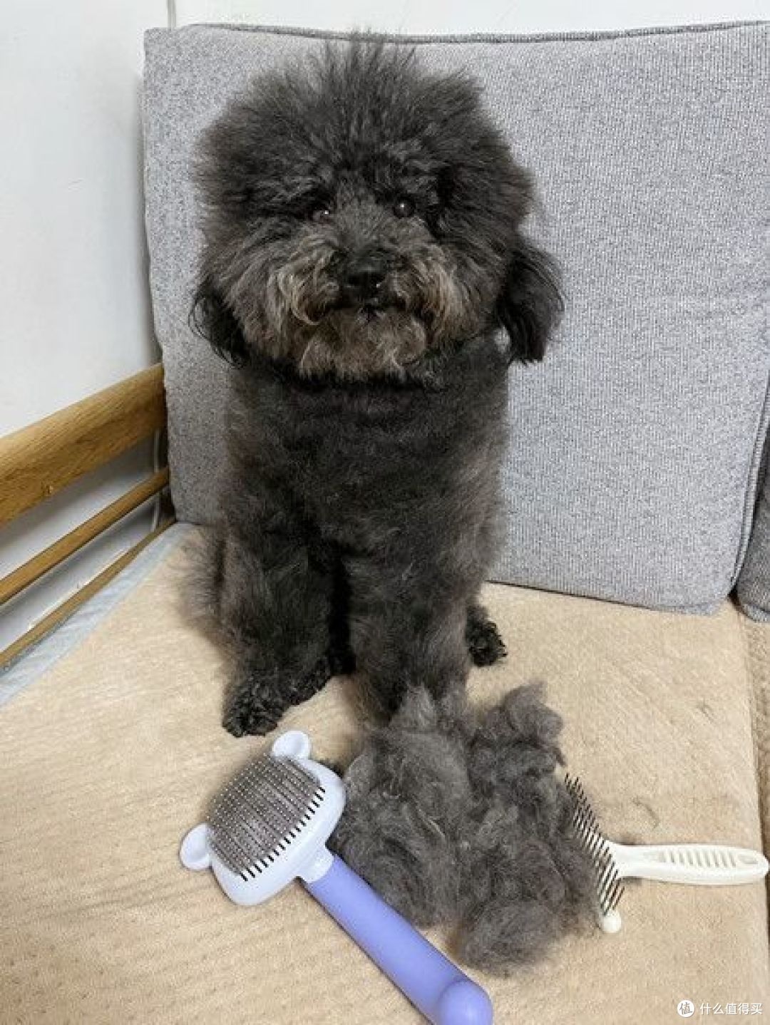 好用的狗狗梳子都在这里！怎么正确给狗狗梳毛+狗狗梳子集合