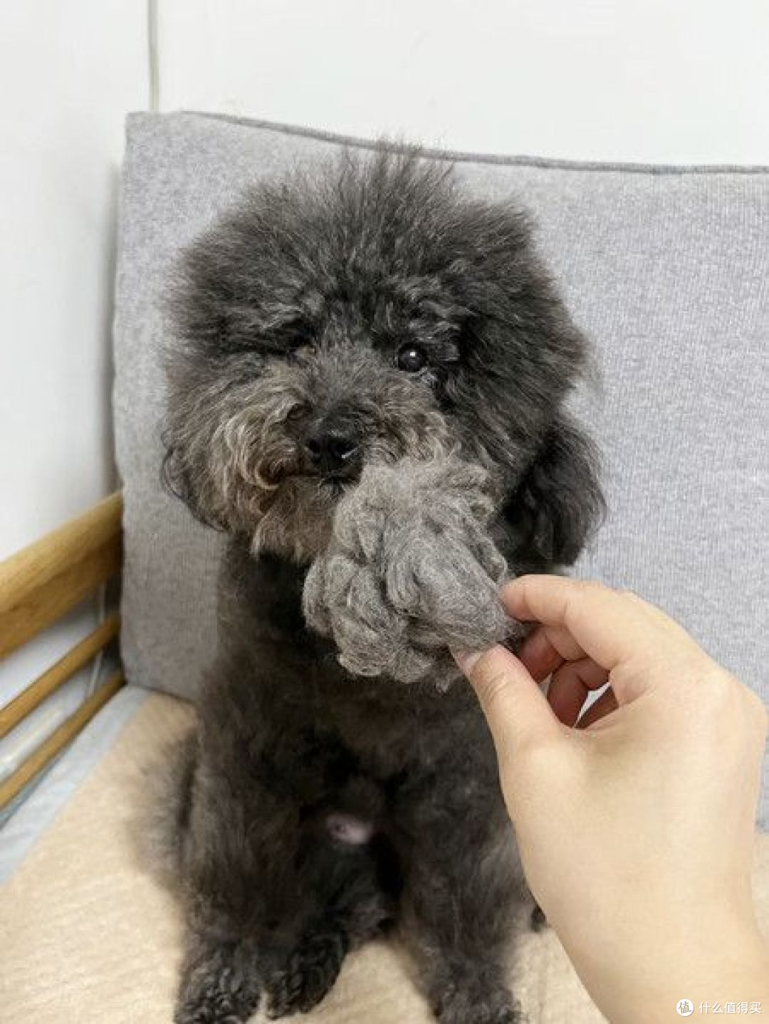 好用的狗狗梳子都在这里！怎么正确给狗狗梳毛+狗狗梳子集合