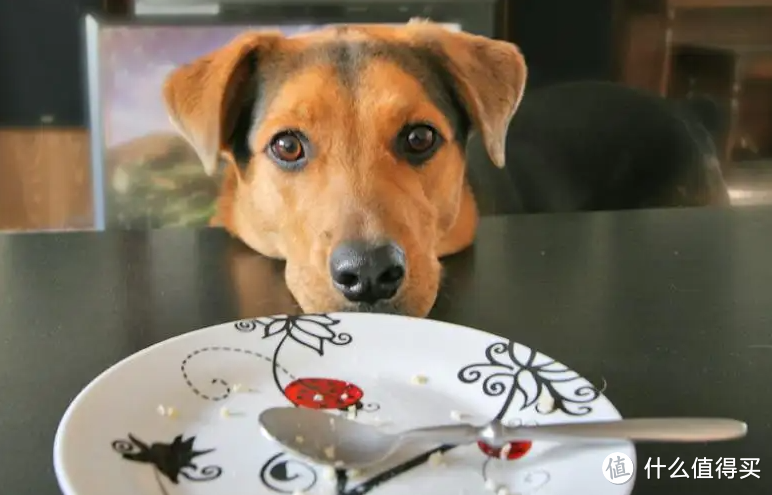 狗狗吃饭的时候，你做这些会害了狗狗的！
