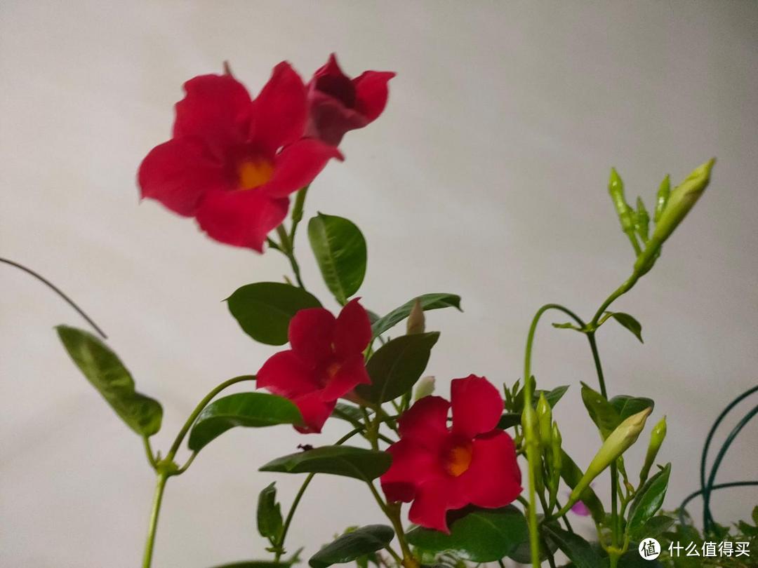 6种耐热花，夏季正是开花好时候，现在入手就能看花！