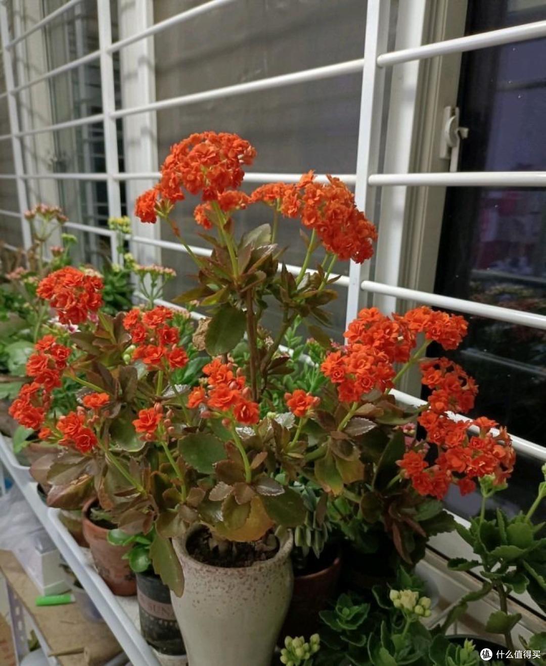 养长寿花,只用“3招”,不仅开花多,花苞满枝头,还能开更久