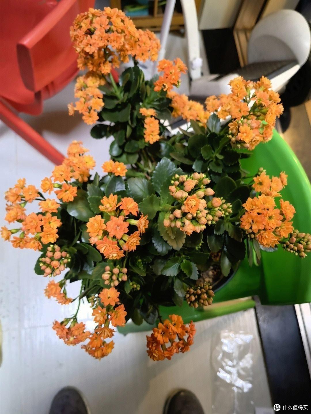 养长寿花,只用“3招”,不仅开花多,花苞满枝头,还能开更久