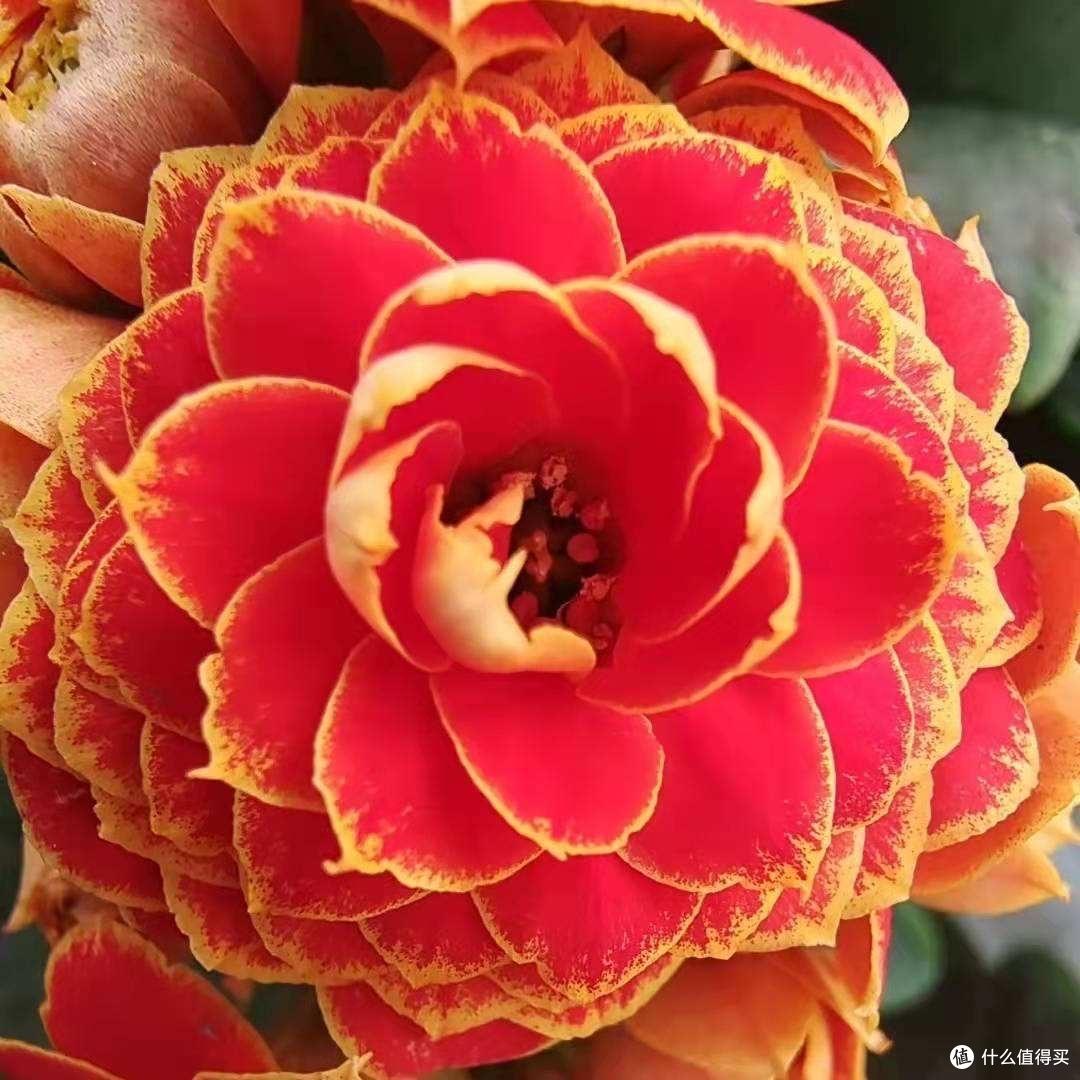 养长寿花,只用“3招”,不仅开花多,花苞满枝头,还能开更久
