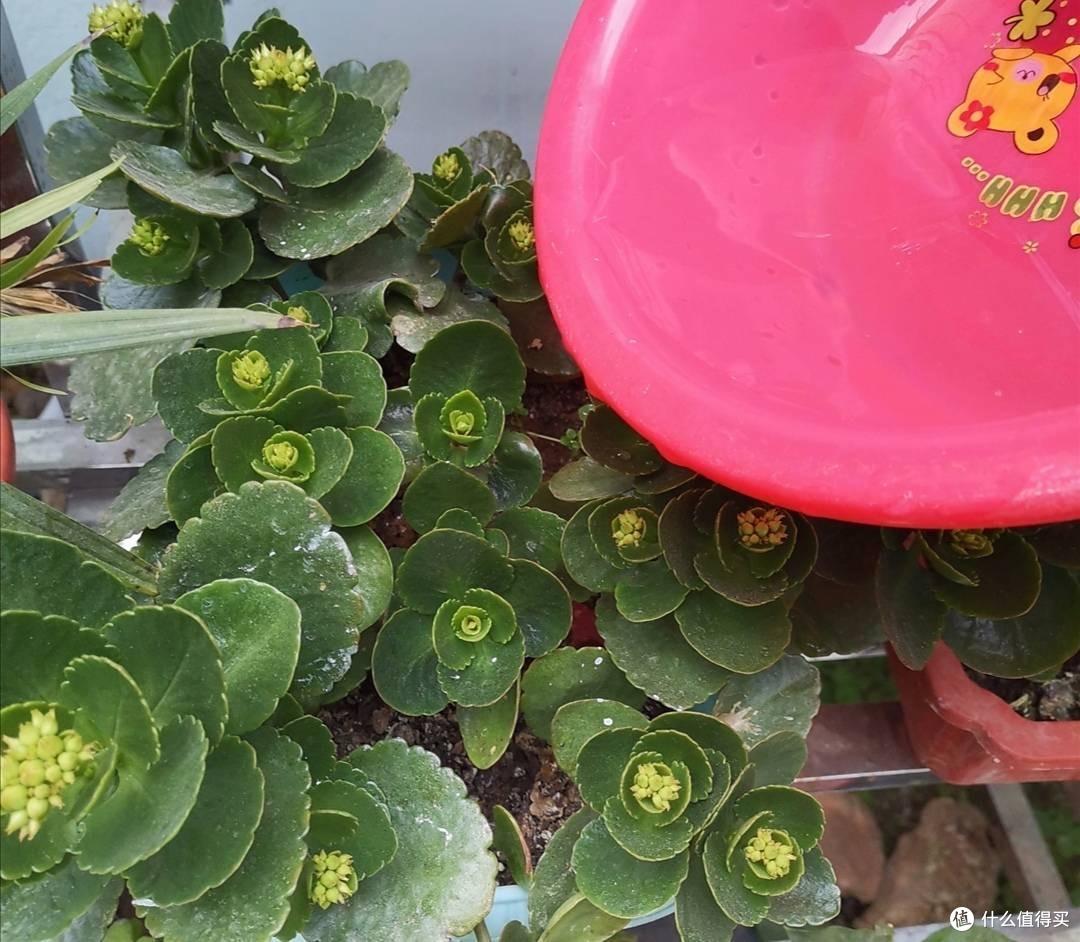 养长寿花,只用“3招”,不仅开花多,花苞满枝头,还能开更久